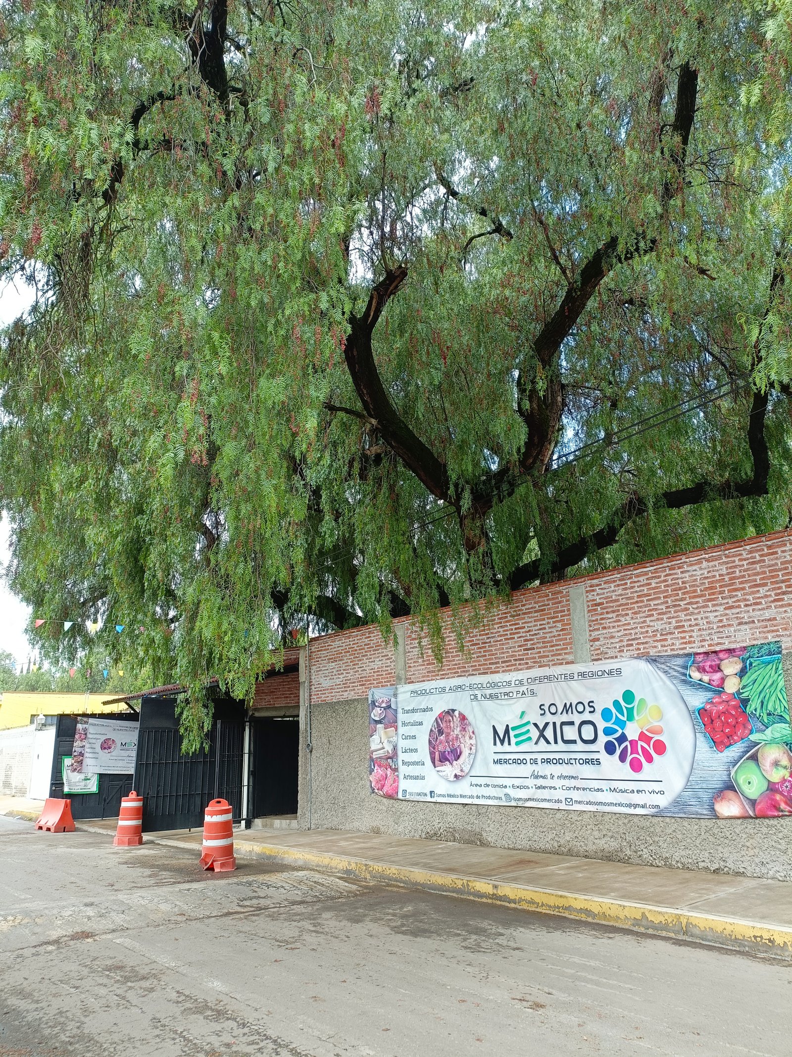 Delicia Saludable Texcoco 